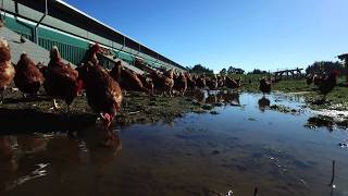 Countdown and free range egg farmers  Otaika Valley [upl. by Noryt]