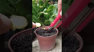 Best method and unique ideas for propagating Christmas cactus from ginger  gardening [upl. by Llemart991]