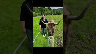 Highland Cows in Trossachs National Park Scotland [upl. by Courtund70]