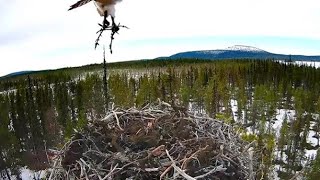 Muonio Osprey 1552024Kajo kohentelee pesää  Kajo works on the nest [upl. by Llenna]