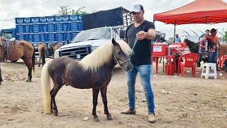 FEIRA DE CAVALOS EM CARUARUPE 12122023 nordeste [upl. by Acysej298]