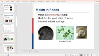 Unit 1 Yeasts and Molds [upl. by Cattima]