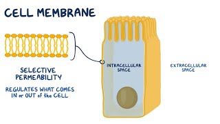 Cell Membrane  Fundamentals Explained in 10 minutes [upl. by Rivalee]