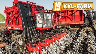 LS19 XXL Farm 3 Die große BAUMWOLLERNTE  LANDWIRTSCHAFTS SIMULATOR 2019 [upl. by Edyak852]