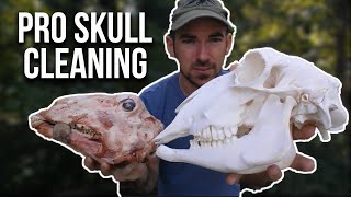 Skull Cleaning Using Maceration [upl. by Ariamoy]