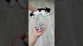 Cat Vasj Balls 🔴 Eyes👀 Reverse Video cat funnyreversecat funny [upl. by Anairdna]