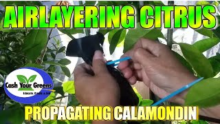 HOW TO PROPAGATE CALAMONDIN TREE  Airlayering Citrus Tree [upl. by Annayoj]