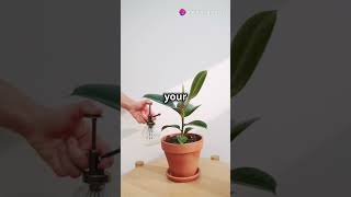 How to Revive a Dying Plant Quick Rescue Tips 🌿💧 [upl. by Nomit]