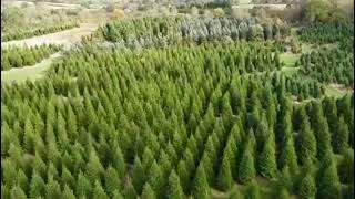 Christmas Tree Farm Aerial Shot [upl. by Leggat182]