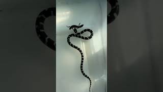 How do snakes constrict [upl. by Fredelia]