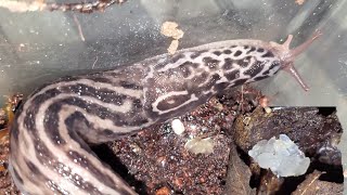 Pet amp Wild Leopard Slugs plus laying eggs Limax Maximus  Great Gray Slug Big amp cool pet mollusk [upl. by Slaughter611]