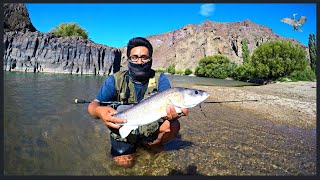 Pesca de Perca en Las Plumas  Percasas gigantes del Rio Chubut  Argentina [upl. by Tikna]