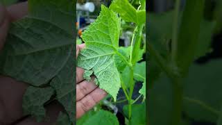 Pest attack in cucumber plants [upl. by Onia]