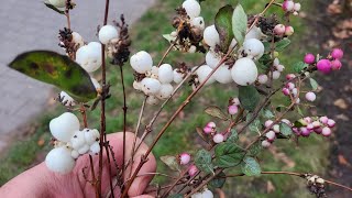 Snowberry Symphoricarpos food or medicine [upl. by Diamond]