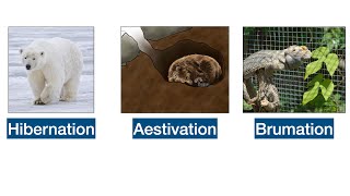 Brumation Hibernation Aestivation  Meaning Difference amp Examples upsc [upl. by Ku]