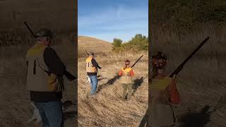 Birds moving pheasanthunting pointer pheasants hunting huntingdog birdhunt birddog gsp [upl. by Nylecsoj]