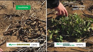 Find out how Nufarm DROPZONE compares in our Toowoomba Field Demonstration [upl. by Birck]