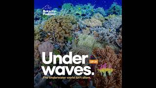 Buksohn Podcast  Underwater isnt that silent [upl. by Hardej]