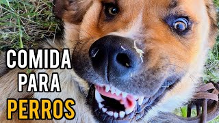 Cómo elegir el pienso adecuado para tu perro [upl. by Nickolaus]