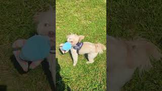 ❤️ Georgie The Malshipoo Adorably Plays With Toy ❤️ [upl. by Nnarual]