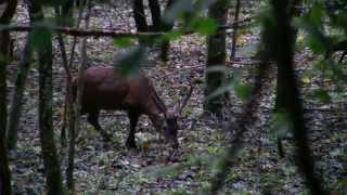 cerf et chamois ensemble [upl. by Anircam]