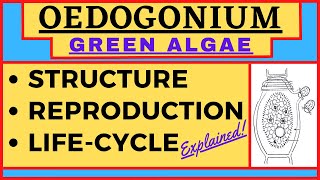 Oedogonium Green Algae  Macrandrous Nannandrium Dwarf Male  Reproduction Life Cycle Diagram Botany [upl. by Ybbil]