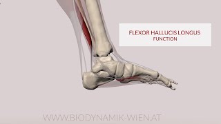 Flexor Hallucis Longus Function Big Toe Flex 3D Animation [upl. by Anoiuq]