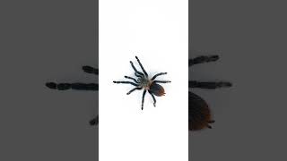 Can you say Dolichothele diamantinensis tarantula spider [upl. by Dnomso888]