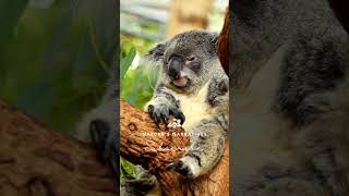 Koalas A Peek into the Lives of Australias Cuddly Icons [upl. by Shanan]