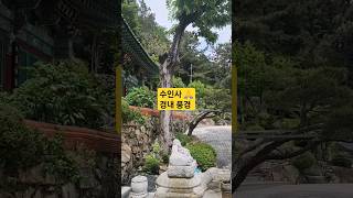 수인사 사찰풍경 아미타불 무상초 KoreanTemple 🙏 [upl. by Ahsinek356]