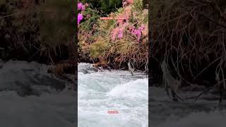 interstellar mountains river waterfall nature new viralvideo shorts foryou forest trees [upl. by Pinkerton]