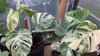 Monstera Albo March 2024 Growth Diary몬스테라 알보컷팅 후 다시 성장New Leaf Aerial Roots Growth20240914 [upl. by Selway819]