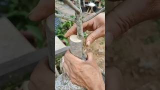 Grafting process🌿agriculture gardening homegarden shortsfeed shortsviral tree garden farming [upl. by Pedroza]