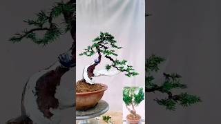 Beautiful Bonsai Works🌳🌲💥537shorts shortsvideo beautifulbonsai art khuebonsai🥰❤️ [upl. by Carlick542]