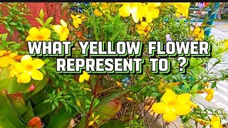 What Yellow Flowers Represent ToAre They Represent to Lovekamigznday4862youtubevideo flowers [upl. by Acirea]