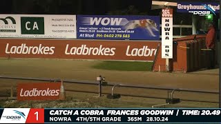 Greyhounds Finish In Numerical Order At Nowra [upl. by Hayarahs]