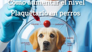 Como aumentar el recuento Plaquetario en perros [upl. by Seilenna]