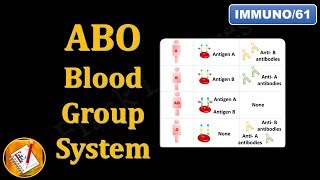 ABO Blood Group System FLImmuno61 [upl. by Niwri720]