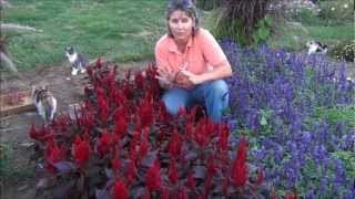 Ep 317 Free Seed Saving Celosia Seed Giveaway 2013 [upl. by Nowtna]