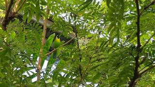 Blue Winged Leafbird is Lovely Forest Aviary NC Zoo [upl. by Sigismund]