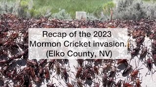 Mormon Crickets of Elko County Nevada 20232024 [upl. by Leasia363]