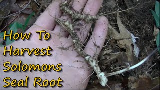 How to Harvest Solomons Seal Root [upl. by Nicolina14]