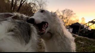 Happy Borzoi playing a game of Gator Chase [upl. by Sathrum]