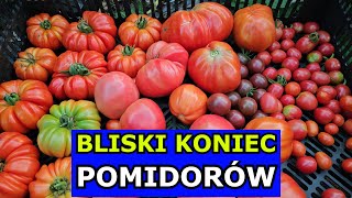 Bliski Koniec Pomidorów Przyspiesz Dojrzewanie Opóźnij Chorobę Cięcie Zbiory Uprawa Wrześniowa [upl. by Aciemaj21]