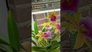 This year has been the best blooming year for my Miltonia Orchids orchid semihydro orchidcare [upl. by Derwon]