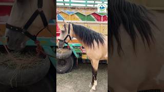 Horse Unbelievable Best Racer Breeder Horse Breeding horses Marwari beautiful horse horseracing … [upl. by Joice]