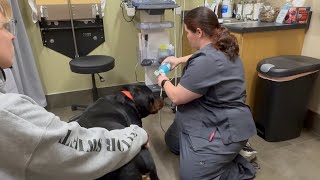 Rottweiler Gets A Veterinarians Pregnancy Check [upl. by Boffa993]