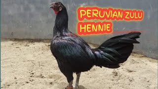 PURE PERUVIAN ZULU HENNIE BIG BREED [upl. by Hcir]