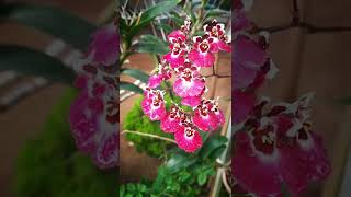 Tolumnia red orchid  orchid care  MampK [upl. by Annavaj515]