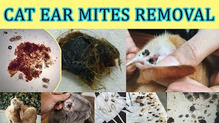 Ear Mites Infection in Cats  Easy Way to Clean Ears and Remove Mites and Wax cats earwaxremoval [upl. by Atims]